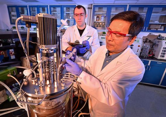 Molecular biologist Z. Lewis Liu (right) and technician Scott Weber add a new yeast strain to a corncob mix to test the yeast’s effectiveness in fermenting ethanol from plant sugars.  The yeast naturally produces an enzyme that helps release and degrade sugars from biomass, and that could help reduce ethanol production costs.