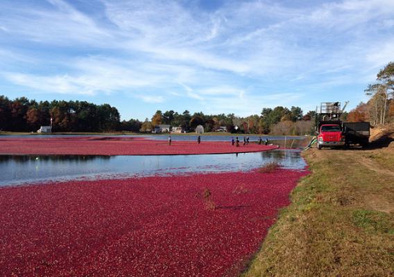 Growers load cranberries after a harvest at Mayflower Cranberries in Plympton, Mass. Photo by Jeff LaFleur of Mayflower Cranberries used with permission.