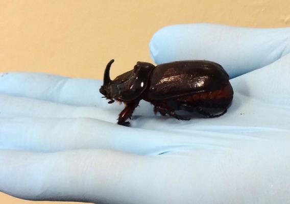 The coconut rhinoceros beetle, a new invasive species to Hawaii, can grow up to 2 inches long. Photo Credit: Chris Kishimoto, Hawaii Department of Agriculture