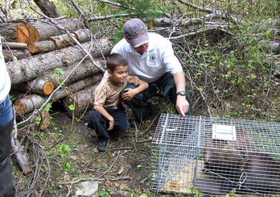 Kent Woodruff, U.S. Forest Service biologist, introducing a local resident named David to a soon-to-be-new-resident beaver