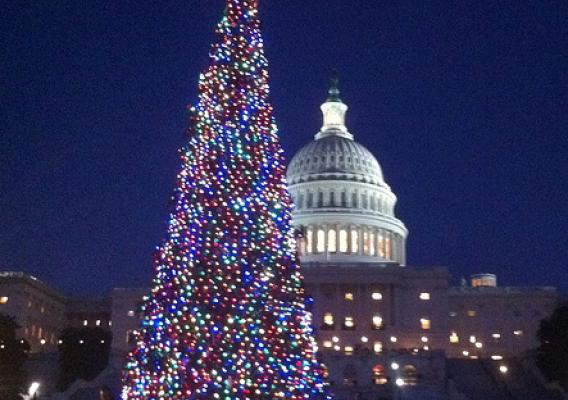 The 2013 U.S. Capitol Christmas Tree shimmers like a thousand stars after a lighting ceremony on the west lawn of the Capitol building in Washington, D.C. (U.S. Forest Service/Robert H. Westover)
