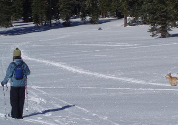 Even the family dog enjoys cross-country skiing on the Shasta-Trinity National Forest in California. (U.S. Forest Service)