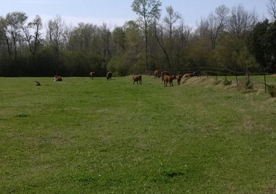 Cattle graze on a farm in Benton County, Mississippi. Cattle and calves ranked as the top livestock inventory item for the Benton County in the previous census of agriculture – what will the 2012 Census results reveal? (Photo courtesy of Dennis Garner)