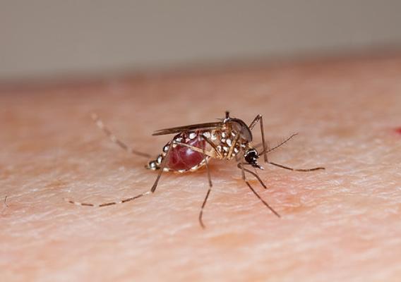 The mosquito Aedes aegypti can spread several diseases as it travel from person to person. Only the females feed on blood. In this photo, the mosquito is just starting to feed on a person’s arm.