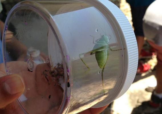 Participants get an up-close look at one of the critters before it’s released. (Photo courtesy of El Valor)