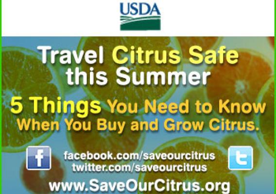 Travel Citrus Safe this Summer, 5 Things You Need to Know When You Buy and Grow Citrus button.