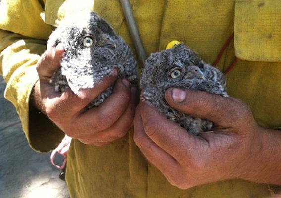 Nick Gauthier, a firefighter with Stanislaus National Forest Engine 12, holds two baby owls that fell out of a tree during the Carstens Fire on the Sierra National Forest. (U.S. Forest Service photo)