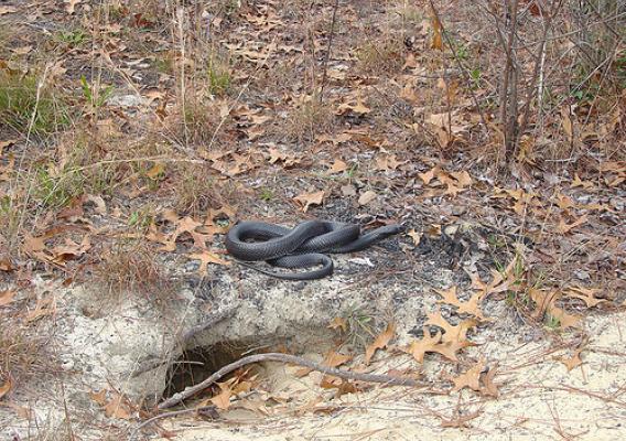 This large male Eastern indigo snake is more than five feet long and sits near a gopher tortoise burrow in southern Georgia. Photo by Dirk Stevenson, the Orianne Society (Used with permission).