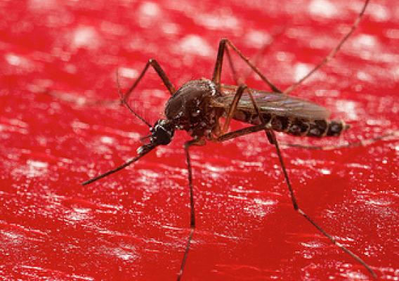 A female Aedes aegypti mosquito feeds on an artificial membrane loaded with a blood substitute as part of tests that have shown that natural compounds found in breadfruit flowers are highly effective at repelling biting bugs. (Photo by Peggy Greb, ARS)