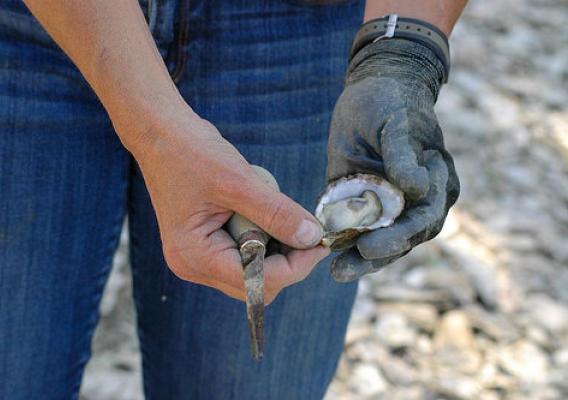 The inlet once suffered from pollution. But the nearby community gathered together to improve water quality by preventing runoff of sediment and nutrients. Now, oysters thrive. NRCS photo.