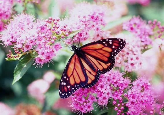 A monarch butterfly on flowers