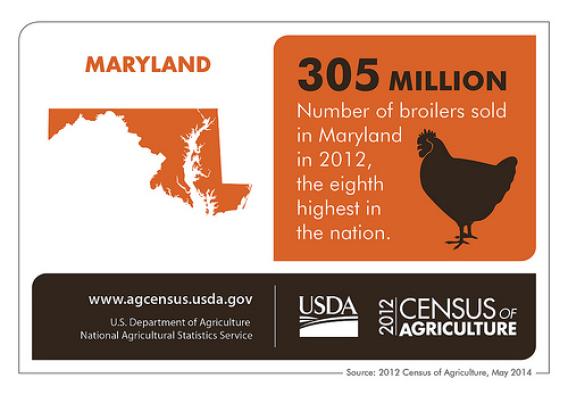 Maryland isn’t chicken to talk about its agriculture – it ranks 8th in broilers sold in the USA.  Check back next Thursday as we spotlight another state’s results from the 2012 Census of Agriculture.