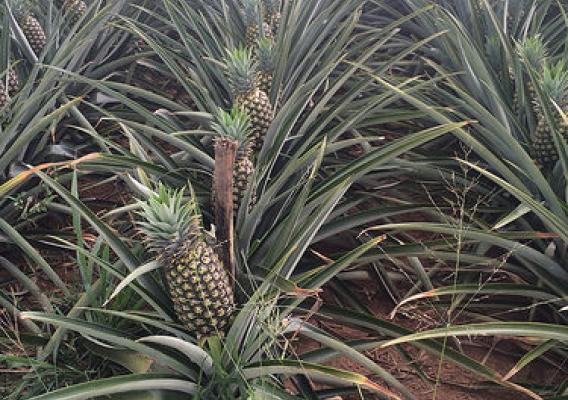 Pineapples are an iconic crop in Puerto Rico, and they’re emerging again as a popular farming enterprise on the island.