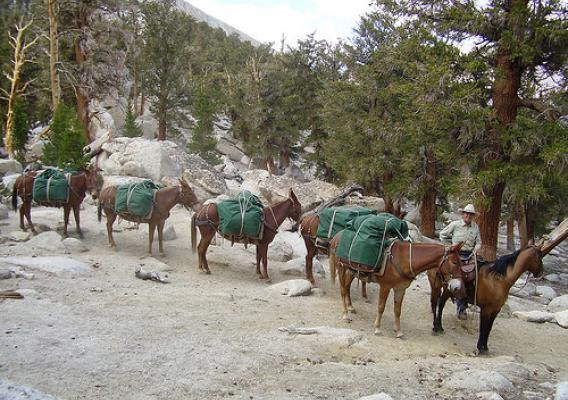Mule packer Lee Roeser leads a pack through Guyute Pass in Sequoia National Park. (National Park Service/ Greg Fauth)