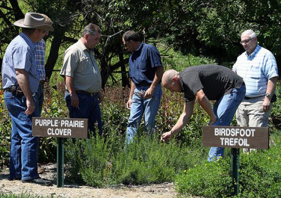 A resource specialist with NRCS discusses features of the purple prairie clover planted in the plant material plots. USDA photo.