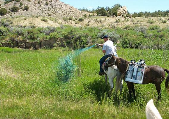 While working for the city of Worland for the Wyoming Game & Fish Department, Rory Karhu, currently a NRCS district conservationist in Park County, spearheaded tamarisk removal along the Gooseberry Creek, a tributary to the Big Horn River. NRCS photo.