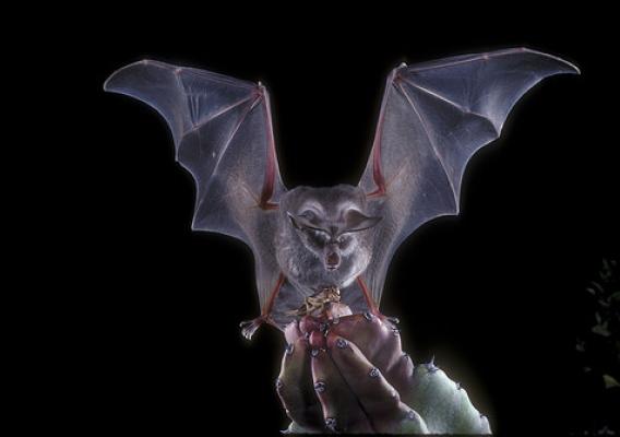 A California leaf-nose bat captures a cricket. (Copyright photo used with permission/Merlin D. Tuttle, Bat Conservation International, www.batcon.org)