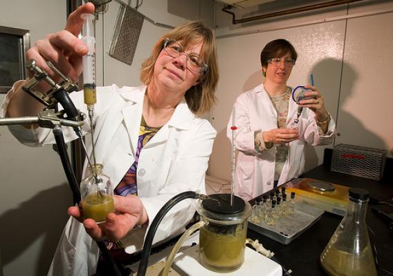 ARS technicians Christine Odt (left) and Kim Darling dispense rumen fluid into sample vials containing biomass materials during a test to assess the potential of these materials as feedstocks for biofuels production. 