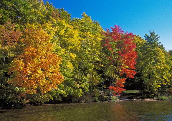 The United States Department of Agriculture, U. S. Forest Service offers an evolving living painting of color during the fall. North, South, East or West the National Forests are a great natural resource to be enjoyed.