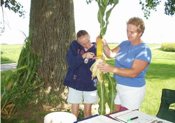 NASS surveyors measure corn plants on an Illinois farm to ensure an accurate crop production forecast.