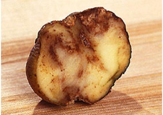 Jean Ristaino of North Carolina State University used USDA funds to sequence late blight disease, pictured, responsible for the Irish potato famine. Her research is leading to new ways to combat the disease. 