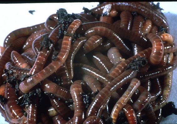 Earthworms generate tons of casts per acre each year, dramatically altering soil structure.  Credit: Clive A. Edwards, The Ohio State University, Columbus. (pulled from the NRCS web site)