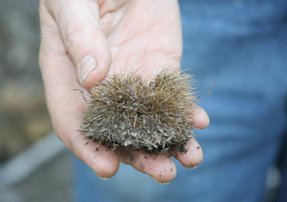 Chestnuts have burrs, like this one, that make them impervious to predators; the spines can go through heavy leather gloves. Predators generally leave the nuts alone until the burrs open, revealing the nut within.