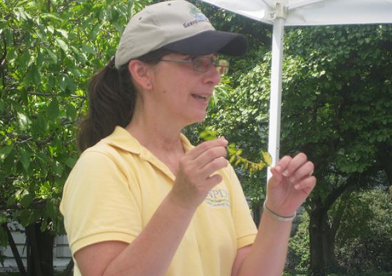 Dr. Karen Rane brought samples of plants with various diseases, here she showed the workshop attendees a Vinca with a bright yellow leaf spot.