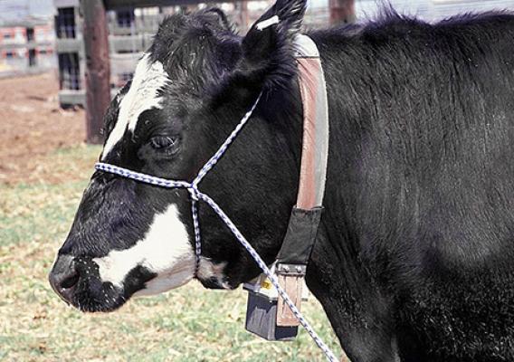 Cow equipped with a GPS collar, used to track the location of the animal.