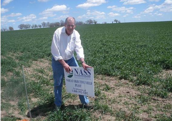 Charlie Ingram, Director of NASS Enumerator Program at National Association of State Departments of Agriculture, preparing a plot in Colorado for wheat objective yield measurements.