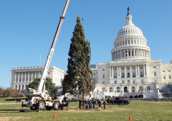 "Crewmembers with the Capitol Architect's Office guide the Capitol Christmas Tree into the five-foot-deep stand that will hold the tree upright throughout December on the west lawn of the Capitol building. The Lighting Ceremony for the tree is slated for Tuesday, December 7." USFS photo by Keith Riggs 