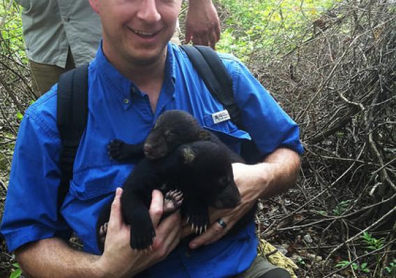 NRCS employee Darren Boudreaux holding newborn black bears