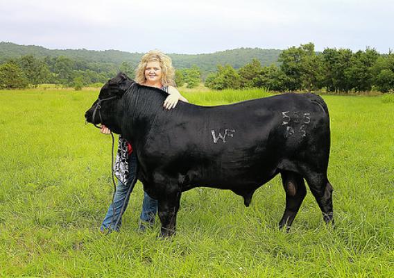 Dakota Williams with cattle