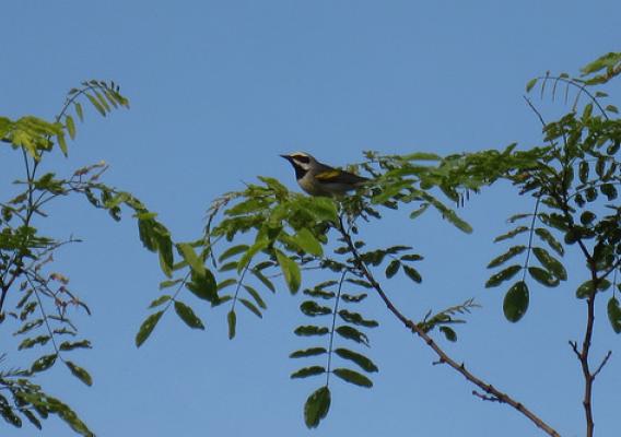 A golden-winged warbler perching