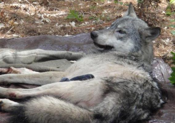 Wolf captured and collared by USDA WS