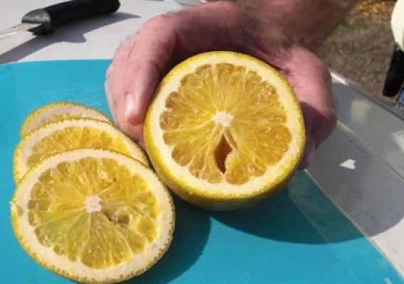 A Florida orange showing evidence of freeze damage at the center cut. Cell walls have weakened and separated, leaving a hole from which juice can seep out and evaporate.
