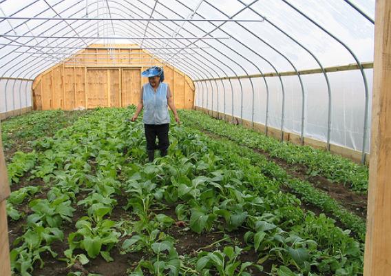 A Flats Mentor Farm grower tends Asian crops growing in a high tunnel put in place with NRCS assistance.