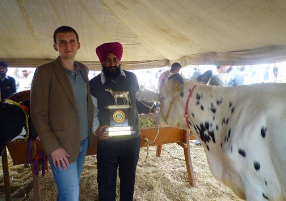 Mr. Rode is pictured here with Thom Wright, a FAS agricultural attaché in India, and one of Mr. Rode’s American-origin Holstein crosses which won a milk production award at the Progressive Dairy Farmers Association show.