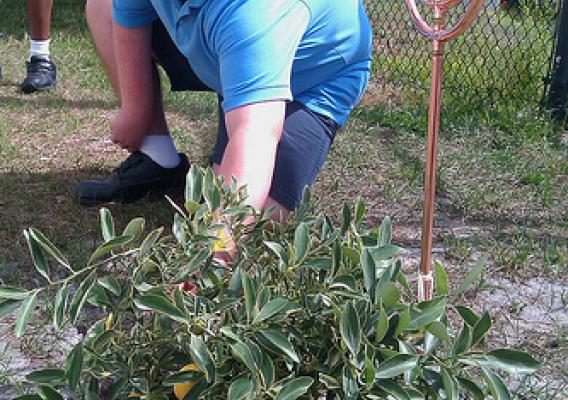Morning Star Foodie Brandon Brown inspects the donated cumquat bush he took charge of to ensure its proper care.