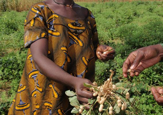 Clemence, a teacher from Ogondougou School, displays the peanuts grown in the school garden to be used as a condiment in the meal provided by USDA.
