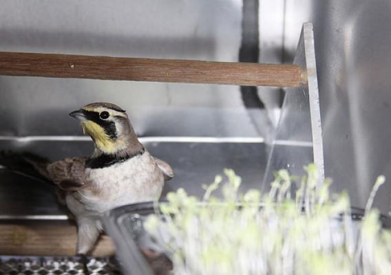 A captive horned lark is offered lettuce seedlings treated with a bird repellent. Photo by USDA Wildlife Services