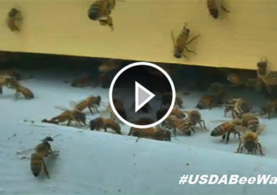 Click to visit the USDA's 24/7 bee watch camera.
