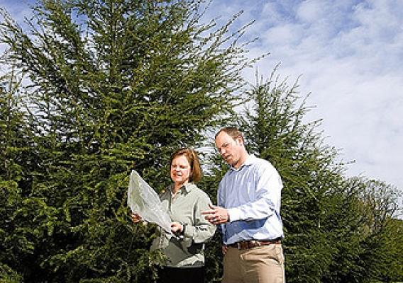 USDA scientists Susan Bentz and Richard Olsen examine bagged branches of hybrid hemlocks inoculated with hemlock woolly adelgid as part of field tests of the hybrids’ tolerance to the Asian pest.