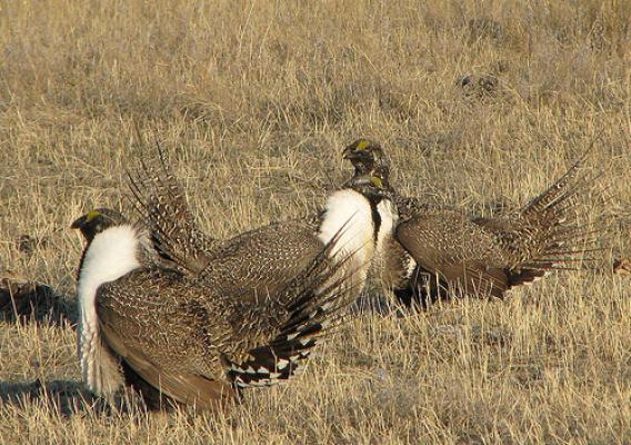 Male sage-grouse gather in Central Montana and perform competitive displays to attract females. 