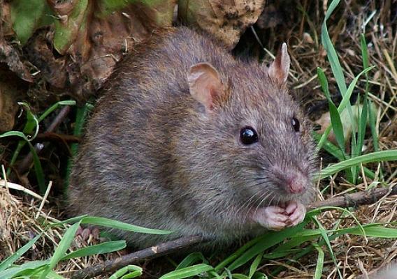Rodents cause millions of dollars in damages to field crops, stored grain and farm equipment each year. 
