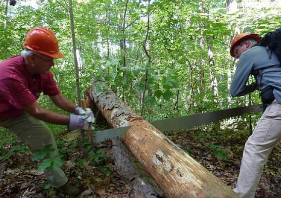 Wild South Helping Hands volunteers work together to remove fallen trees from the Bankhead National Forest.