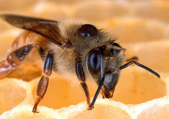The black dot on this honey bee is a varroa mite--a parasite that sucks vital fluids like a tick, although it also acts like a mosquito transmitting viruses and other pathogens to the bee.