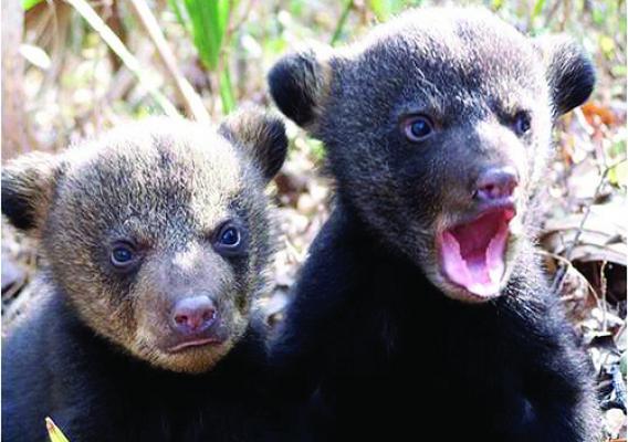 Louisiana black bear cubs.