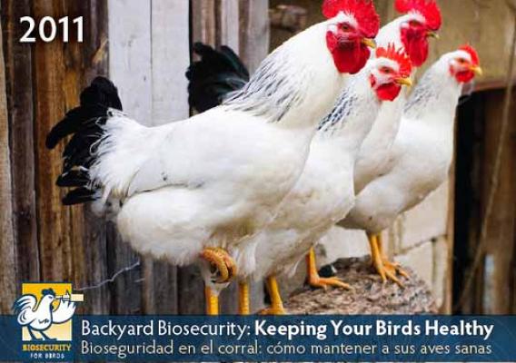 2011 Biosecurity for the Birds Calendar