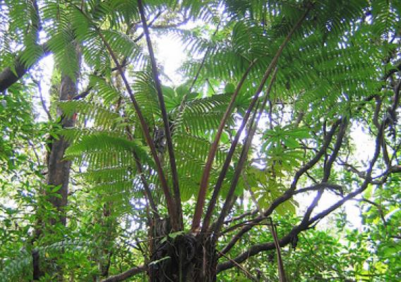 Hapu'u (Cibotium glaucum) is a native tree fern and a common understory species found in Hawaiian wet forests.